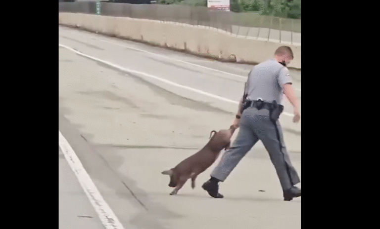 South Carolina Troopers Chase and Rescue Pig From Busiest Interstate